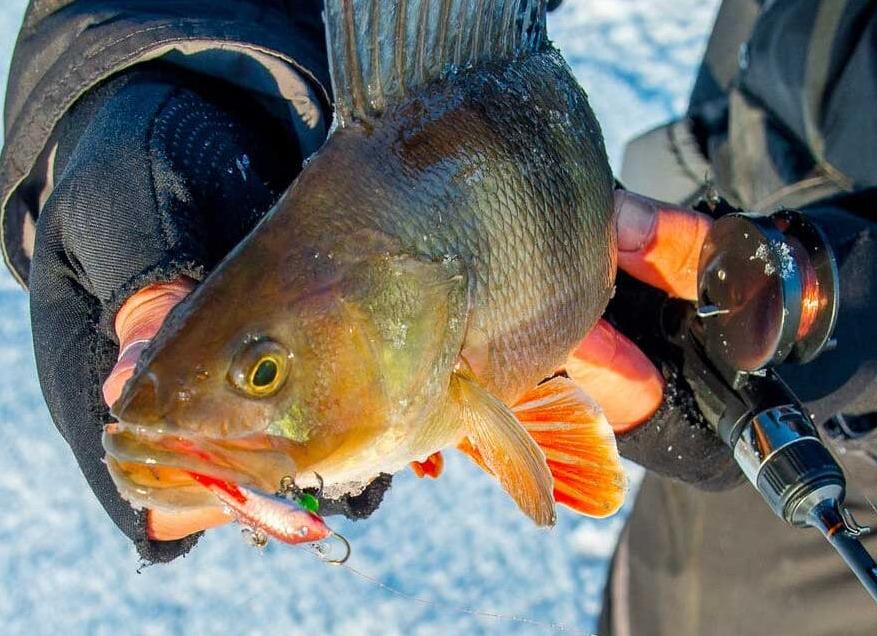 Рыбалка на голавля и особенности его ловли