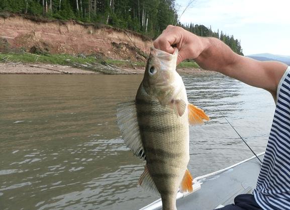 Рыбалка на Красноярском водохранилище