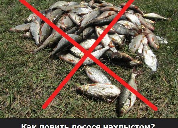 Тонкости ловли на ходовую донку