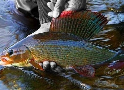 Ловля хариуса – места обитания и способы ловли