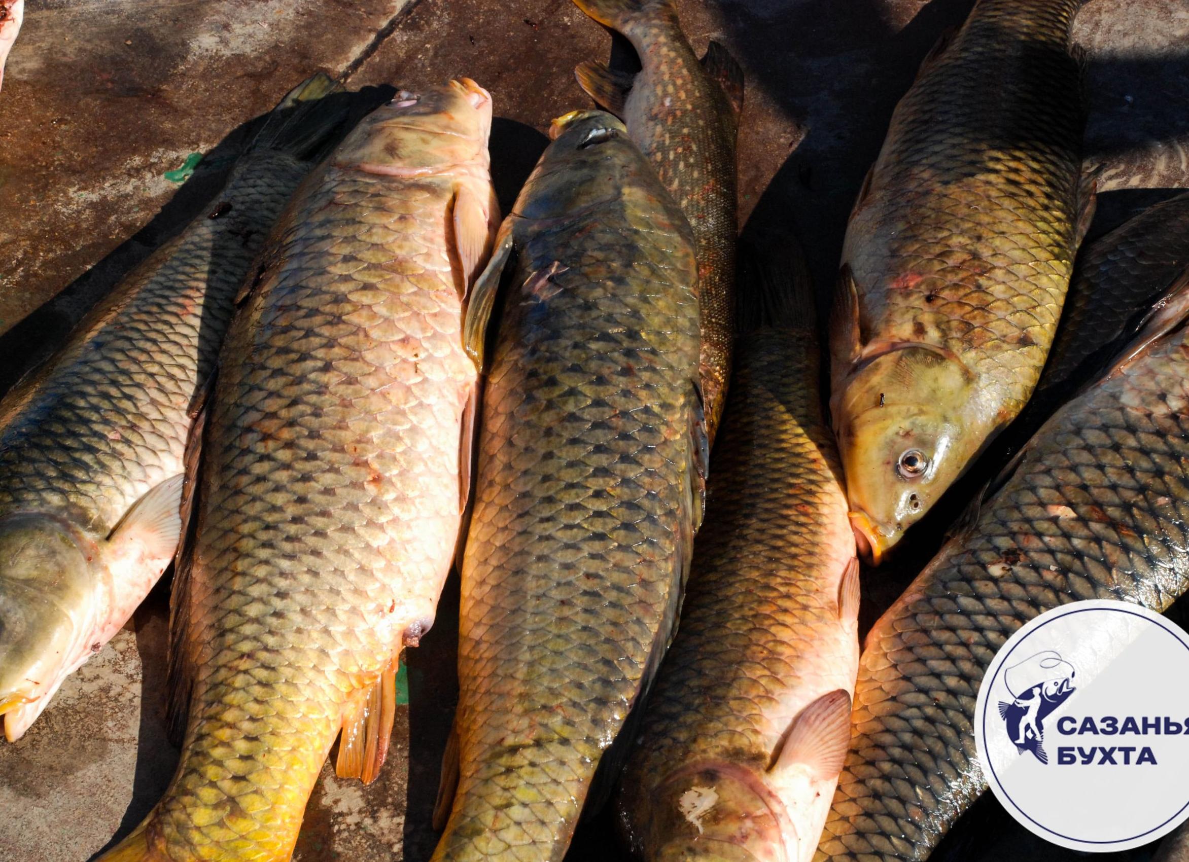 Особенности рыбалка на осеннего сазана