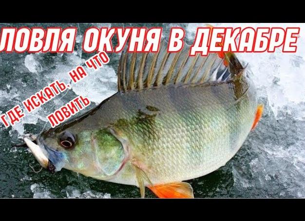 Ловля краснопёрки в декабре на мормышечную снасть