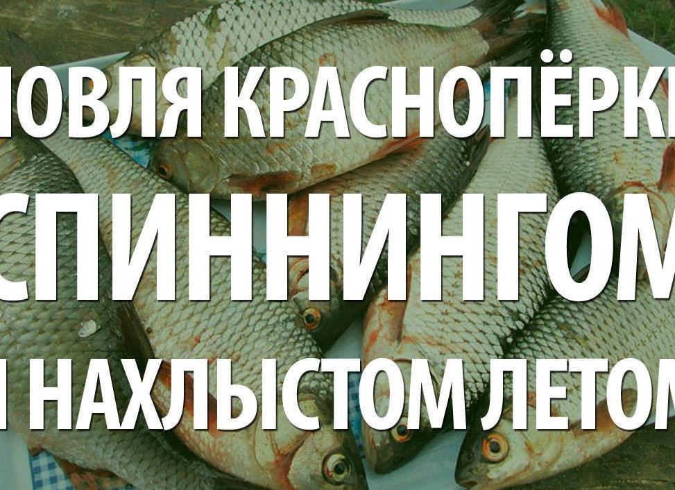 Ловля краснопёрки лёгким спиннингом