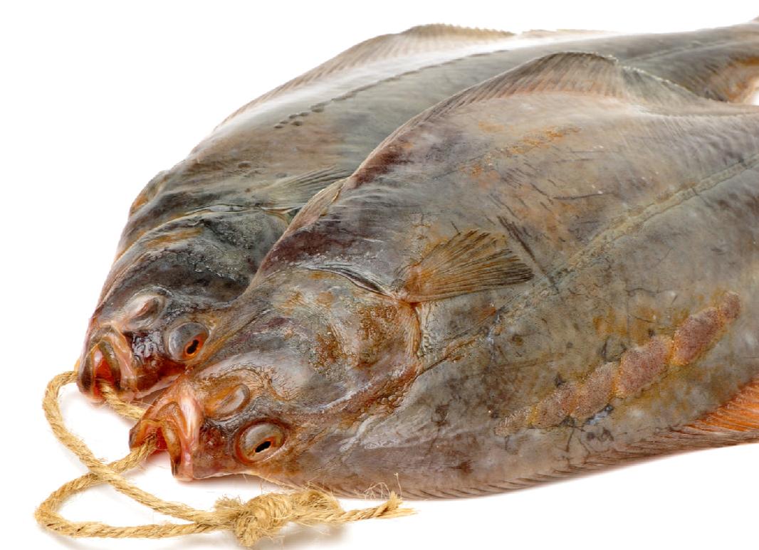 Особенности ловли камбалы