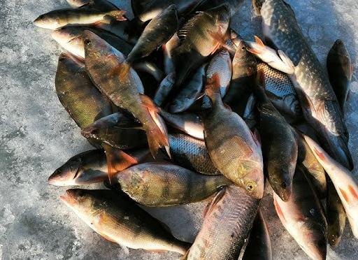 Поиск и ловля окуня по последнему льду