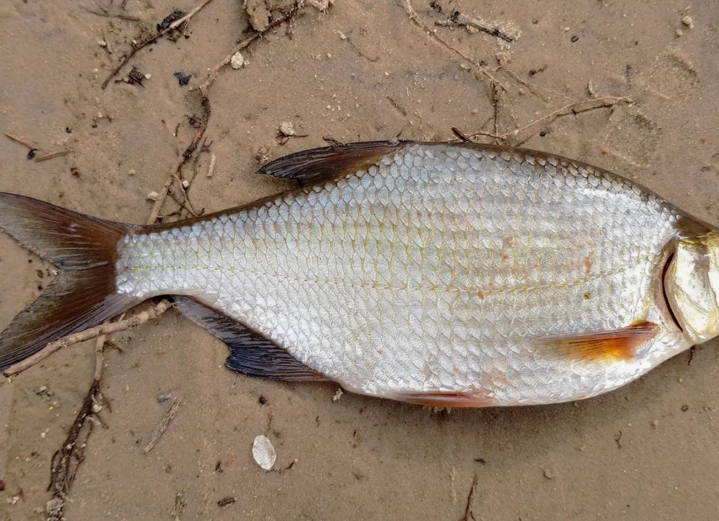 Способы и особенности ловли синца