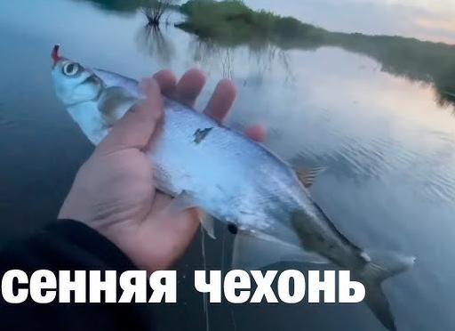 Весенняя рыбалка на чехонь