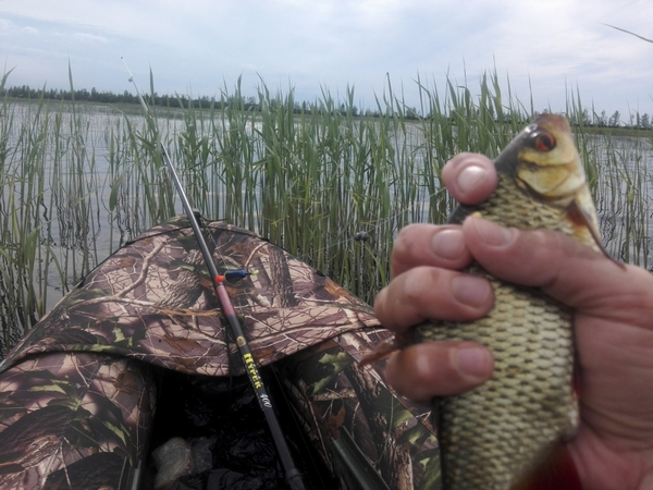 Карась Финского залива