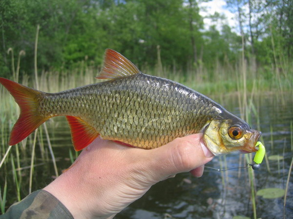 Как ловить краснопёрку и плотву на ультралайт