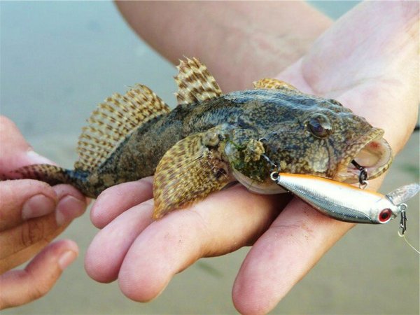 Особенности ловли бычка в пресных водоёмах и в море