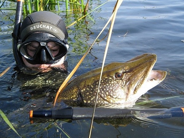 Подводная охота на щуку