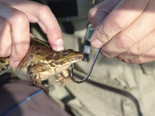 Как ловить хищную рыбу на лягушку